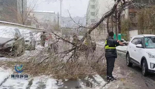 大雪压的断树枝，熄不灭热情！